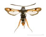Pyropteron