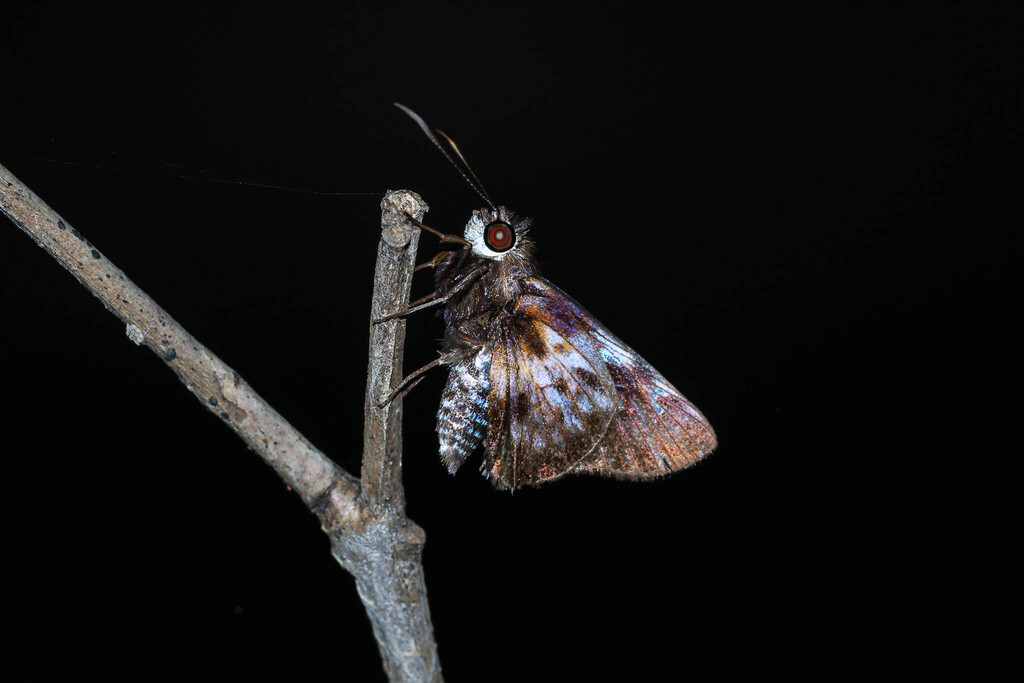 Rachelia (Род)