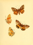 Synpalamides