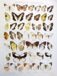 Calopieris