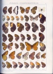 Cosmosatyrus