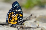 Sephisa