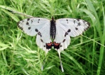 Sericinus