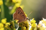 Crudaria