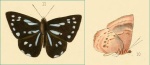 Simiskina