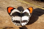 Colotis