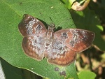 Sostrata