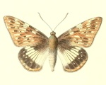 Spilopastes