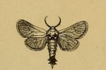 Danielostygia