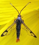 Synanthedon