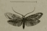 Syringopais