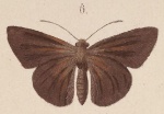 Mimene