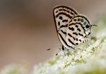 Tarucus