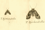 Tebenna