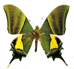Teinopalpus
