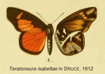 Teratoneura
