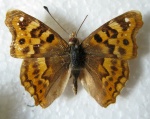 Thaleropis