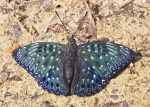 Dichorragia