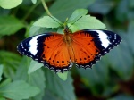 Cethosia