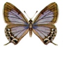 Theclinesthes