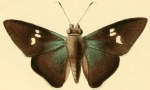 Carystina