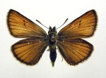 Триба: Thymelini

	Thymelicus