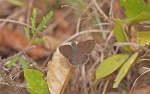 Timochreon