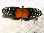 Tithorea