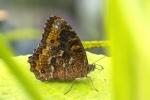 Praepronophila