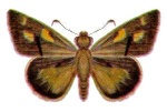 Toxidia
