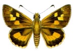 Trapezites