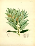 Trimenia