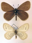 Triphysa