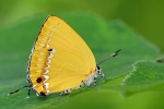 Ussuriana