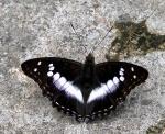 Mimathyma