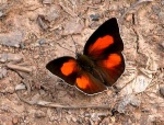 Подсемейство: Curetinae

	Curetis