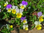 Viola
