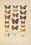 Neomaniola