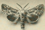 Wiltshirocossus