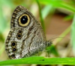 Триба: Ypthimini

	Ypthima