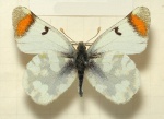 Зегрис,