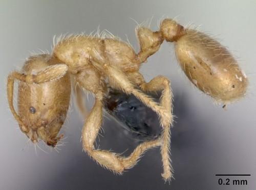 Муравьи-детоубийцы (Solenopsis Fugax)