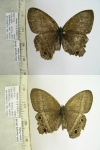 Yphthimoides