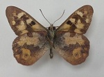 Подтриба: Hypocystina

	Argynnina