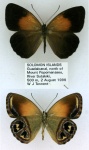 Argyronympha