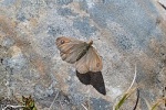 Erebiola