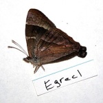 Erycinidia