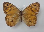 Geitoneura