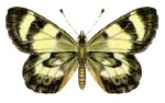 Nesoxenica