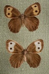 Подтриба: Maniolina

	Cercyonis